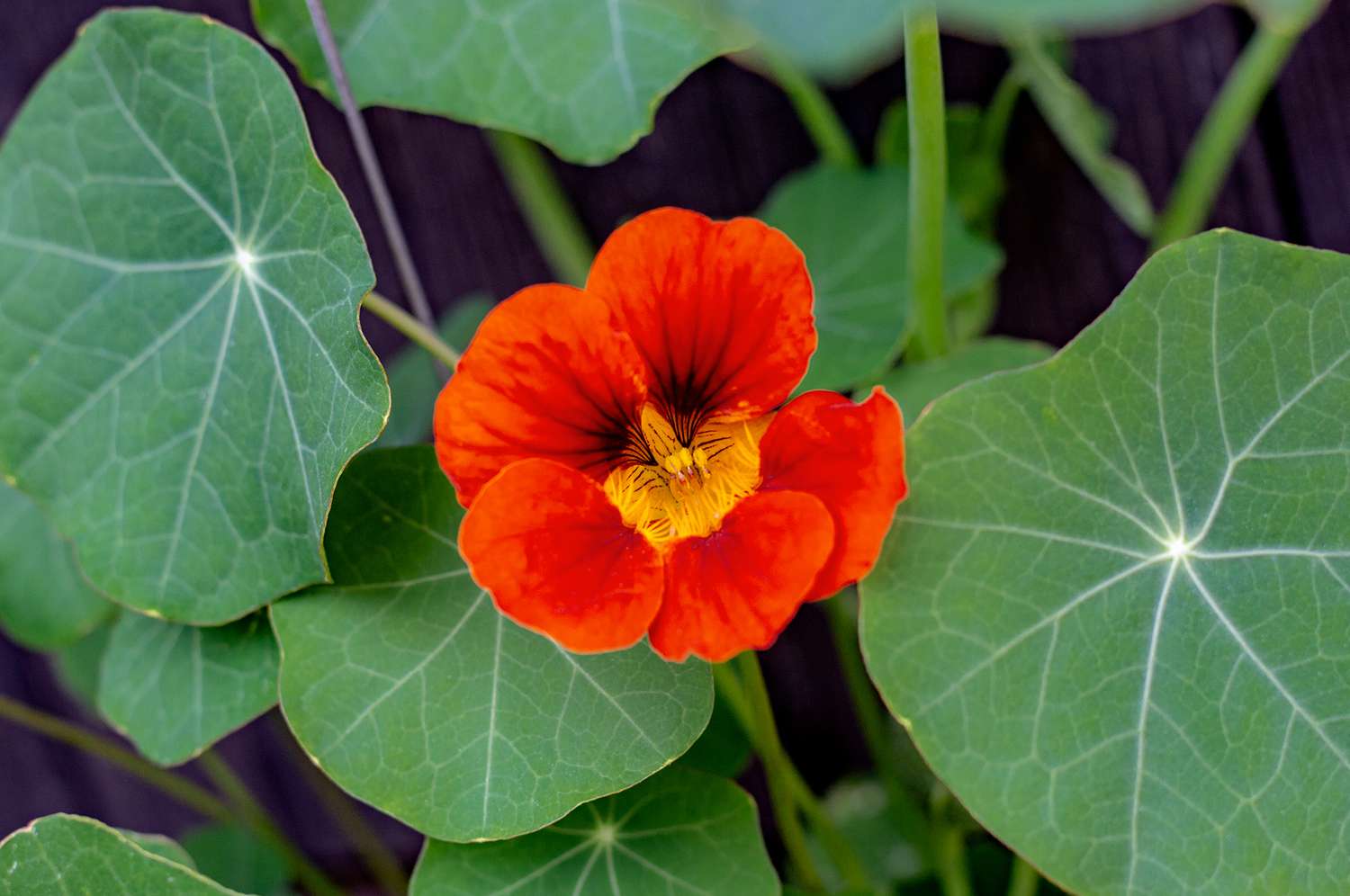 Nasturtiums: The Colorful Companion Plant That Enriches Any Garden